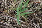 Hairy cowpea